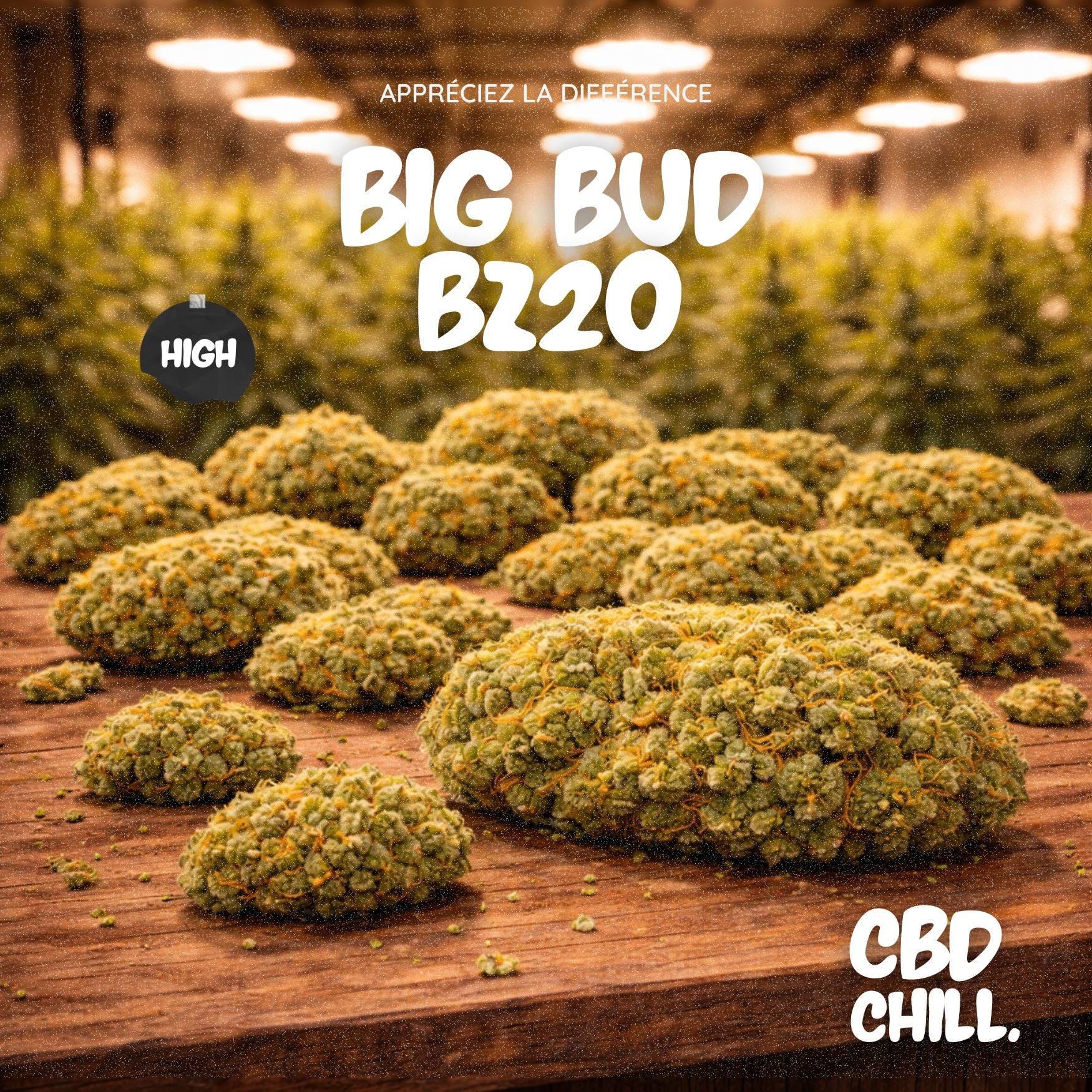 BIG BUD - BZ20 - CBD CHILL