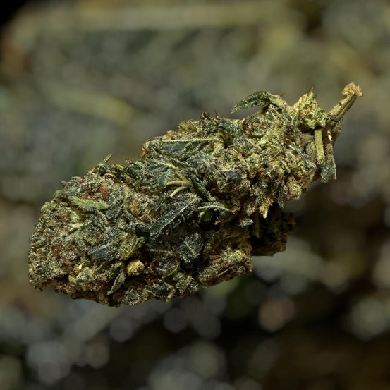 LEMON POP - BZ20 - CBD CHILL