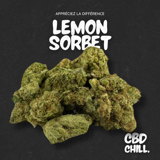 LEMON SORBET Small Bud